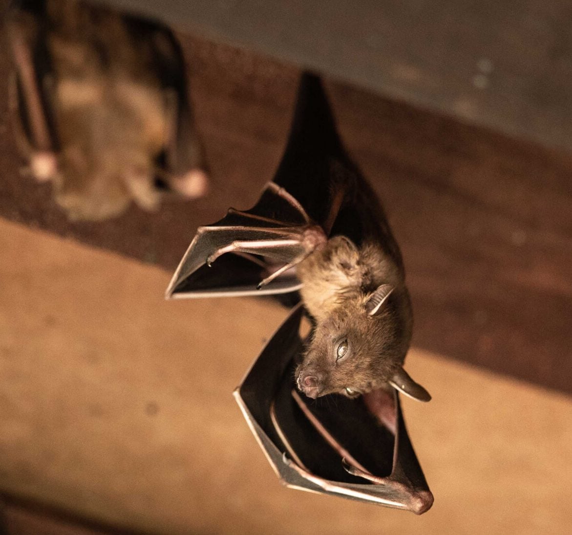 Wildlife-Bats in Canonsburg